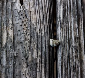 Close-up of fungus growing on tree trunk