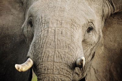 Close-up of elephant