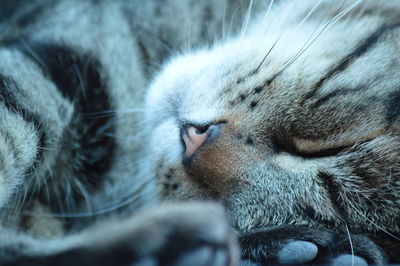 Close-up of cat sleeping
