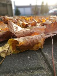 Close-up of dry leaf