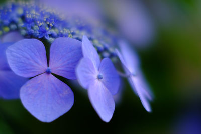 Close-up of purple flowers