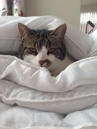 Portrait of cat resting amidst pillows