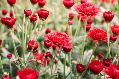 Close-up of red flowering plants on field