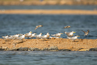 Seagulls flying over sea shore