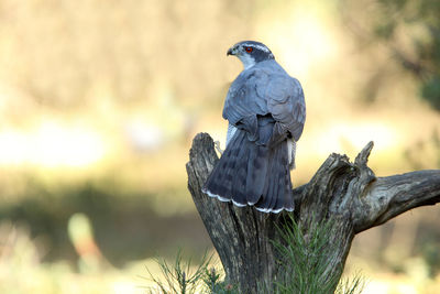 Close-up of bird perching on wooden post