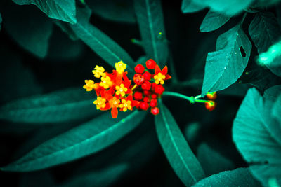 Close-up of red flowering plant