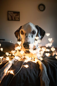 Portrait of dog at home