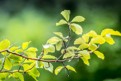 Close-up of fresh green leaves on plant