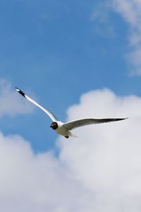 Low angle view of bird flying against sky