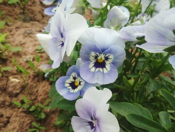 Close-up of white flowers blooming outdoors