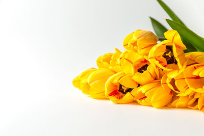 Close-up of yellow flower against white background