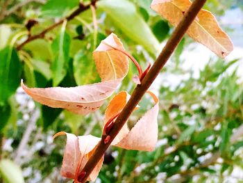 Close-up of flower blooming outdoors