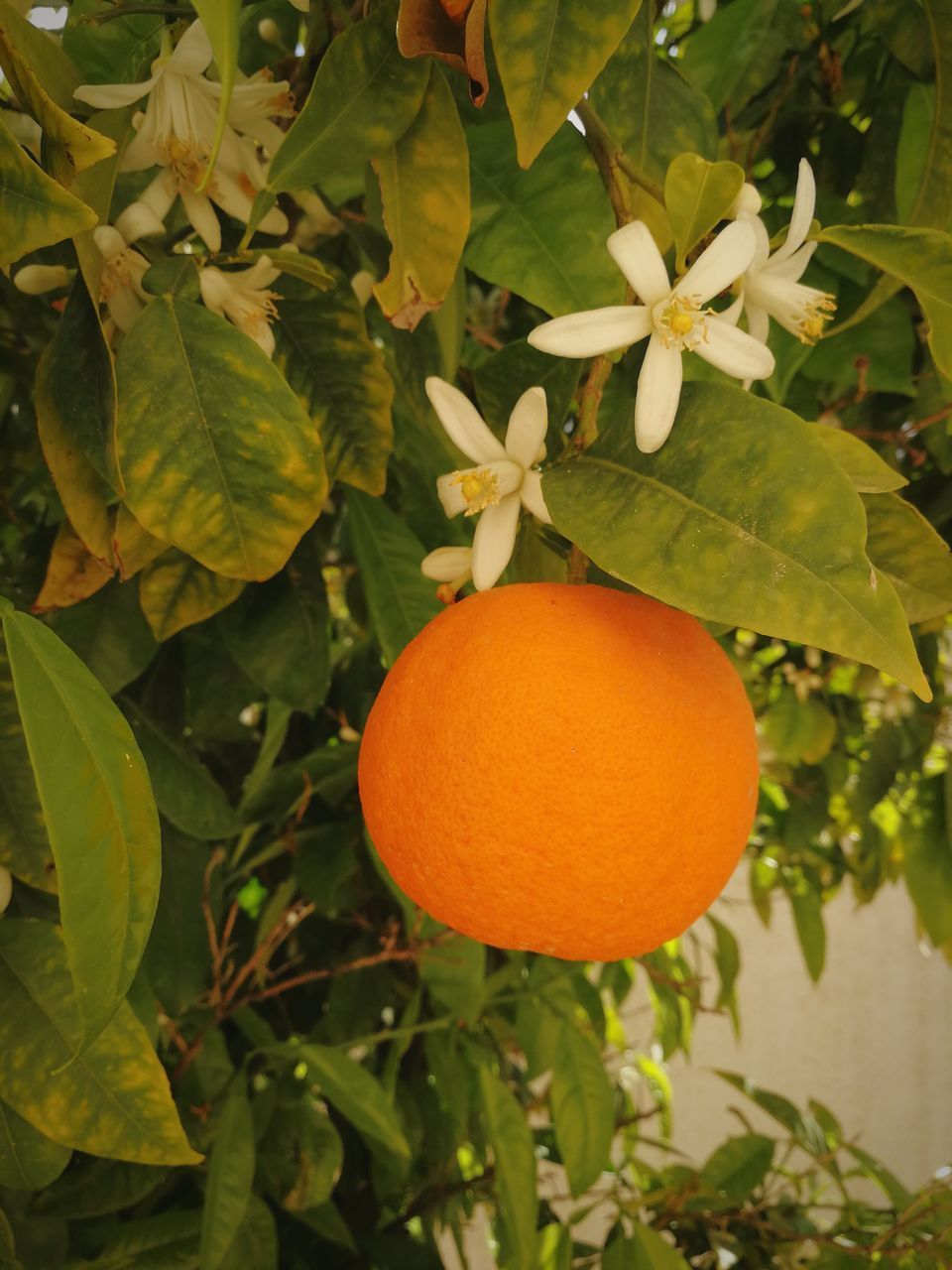 CLOSE-UP OF ORANGE FRUIT GROWING ON TREE