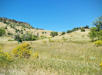 Scenic view of field against clear blue sky