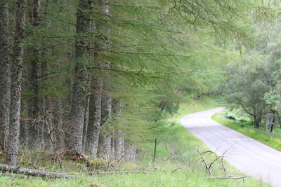 Trees growing in forest