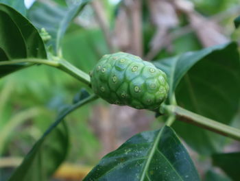 Close-up of wet plant leaves