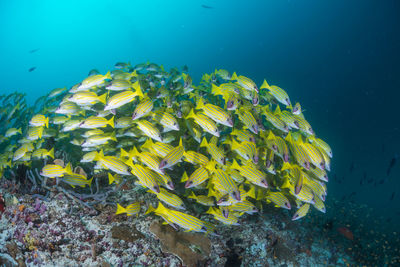 School of blue banded snapper ,wide angle