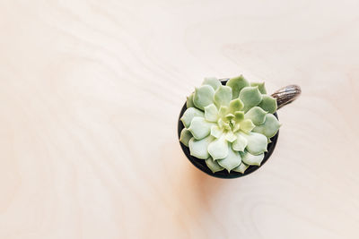 High angle view of succulent plant on table