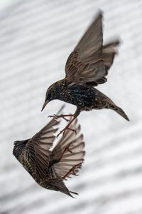 Close-up of bird flying in mid-air