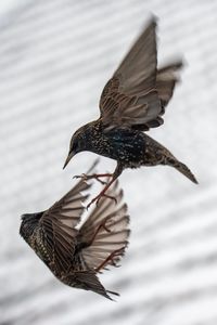 Close-up of bird flying