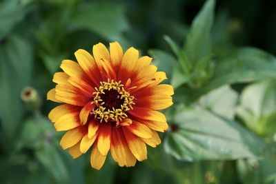 Close-up of yellow flower