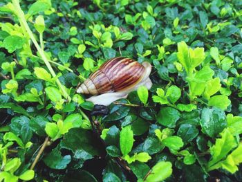 Close-up of snail on plant