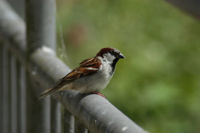 Close-up of bird perching outdoors