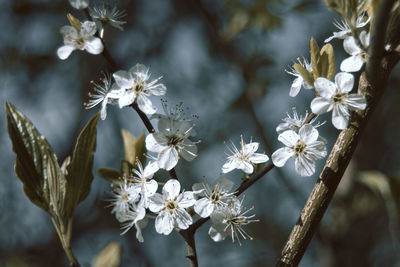 Close-up of white flowers on tree