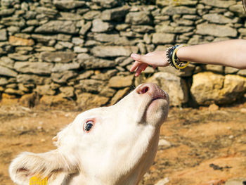 Close-up of hand feeding