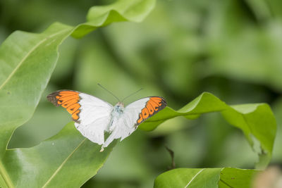 Butterfly on leaf