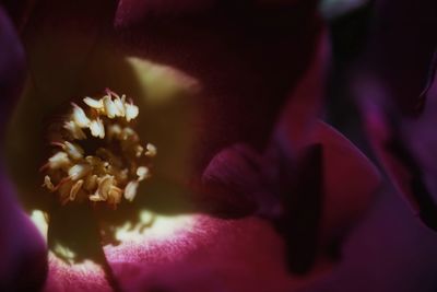 Close-up of rose blooming outdoors