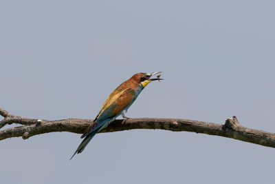 Low angle view of bird perching on wall