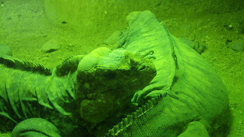 Close-up of green lizard