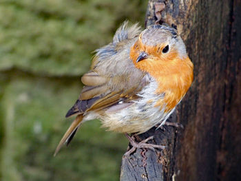 Close-up of bird perching on tree trunk