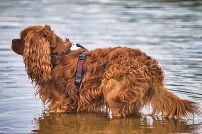 Dog standing in a lake