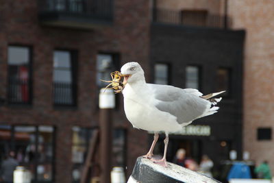 Close-up of seagull perching outdoors