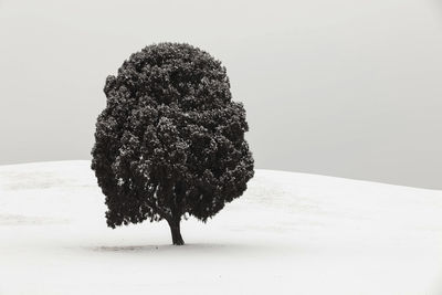 Close-up of tree against white background