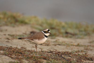 Close-up of bird perching on field