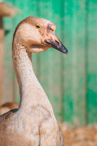 Close-up of a bird