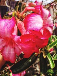 Close-up of pink flowers blooming outdoors