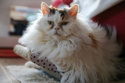 Close-up portrait of a cat