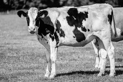 Cow standing in a field