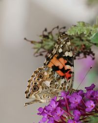 Close-up of butterfly pollinating on purple flower