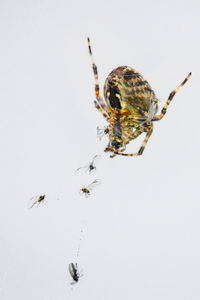 Close-up of spider on web against white background