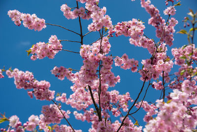Low angle view of pink flowers blooming on tree