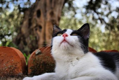 Close-up of cat sitting outdoors