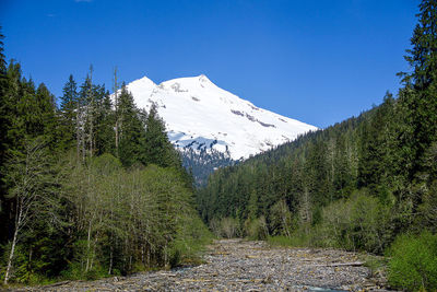 Pine trees on snowcapped mountain against sky