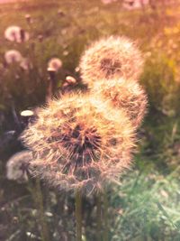 Close-up of dandelion