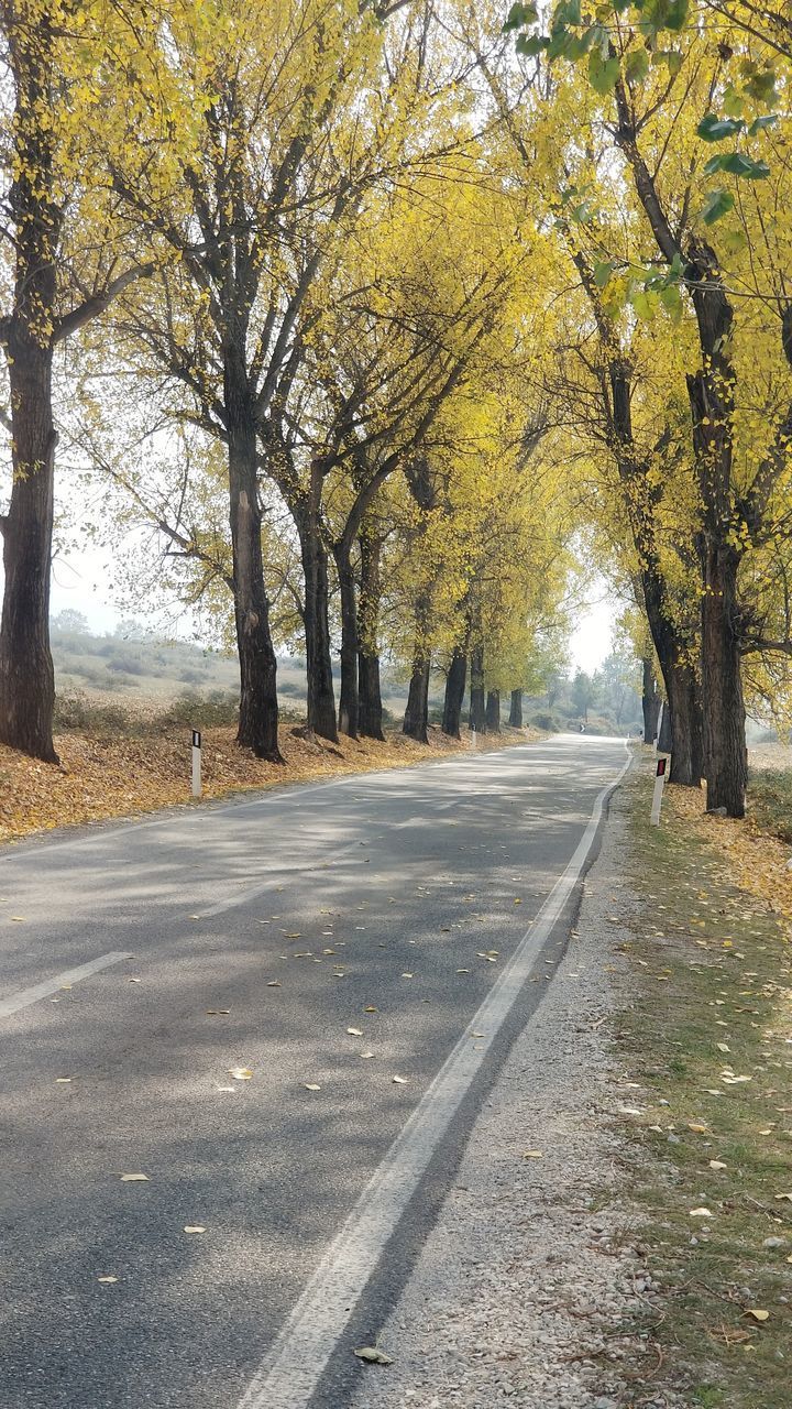 ROAD BY TREES IN CITY