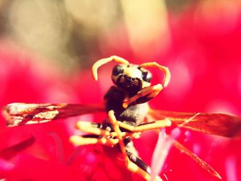Close-up of insect on red flower